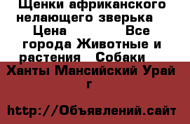 Щенки африканского нелающего зверька  › Цена ­ 35 000 - Все города Животные и растения » Собаки   . Ханты-Мансийский,Урай г.